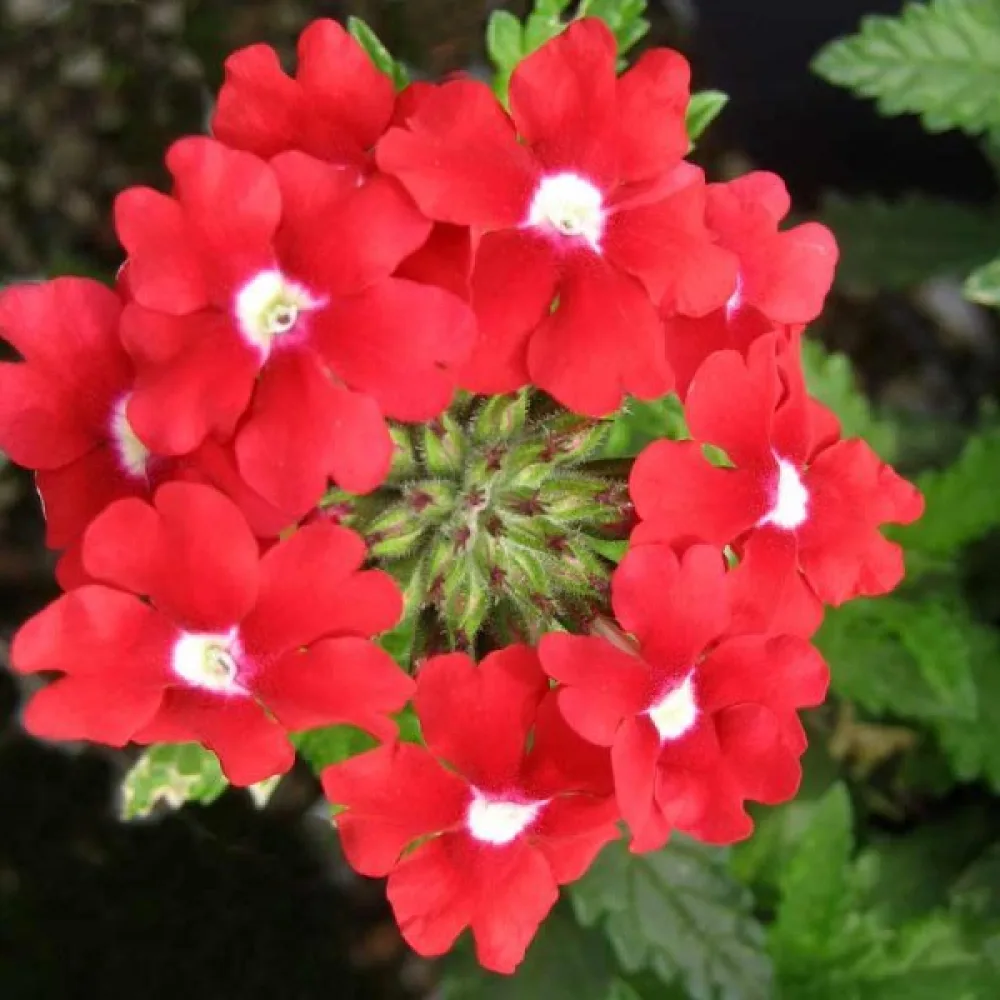 Verbena 'Sparkle', röd med vitt öga
