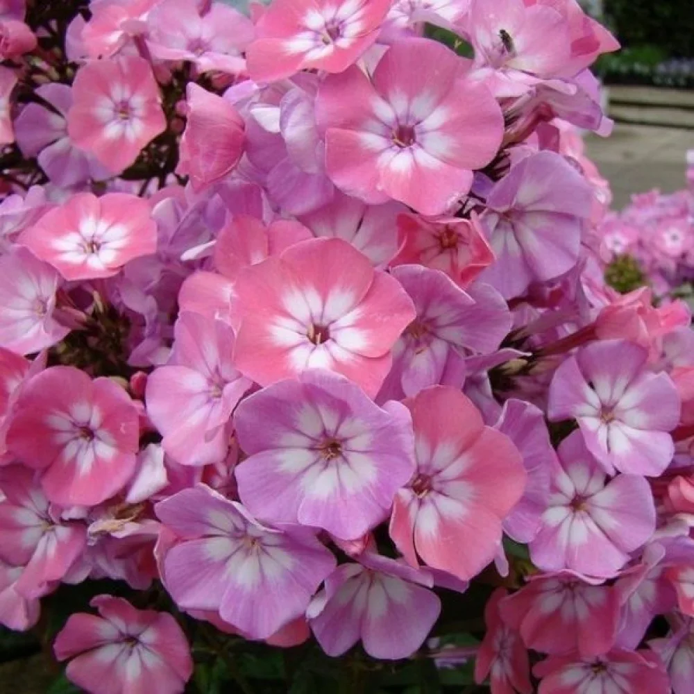 Sommarflox 'Leopoldii'