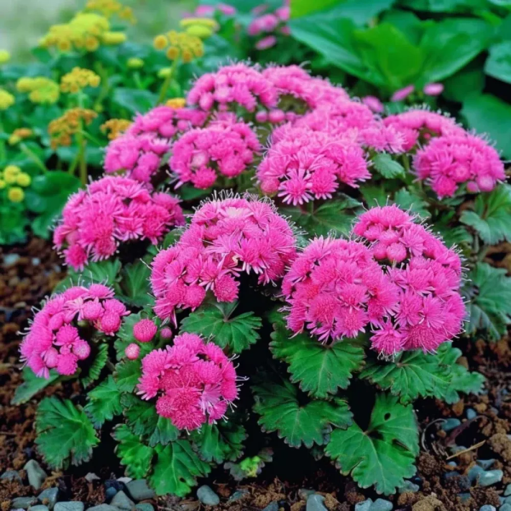 Leverbalsam – rosa