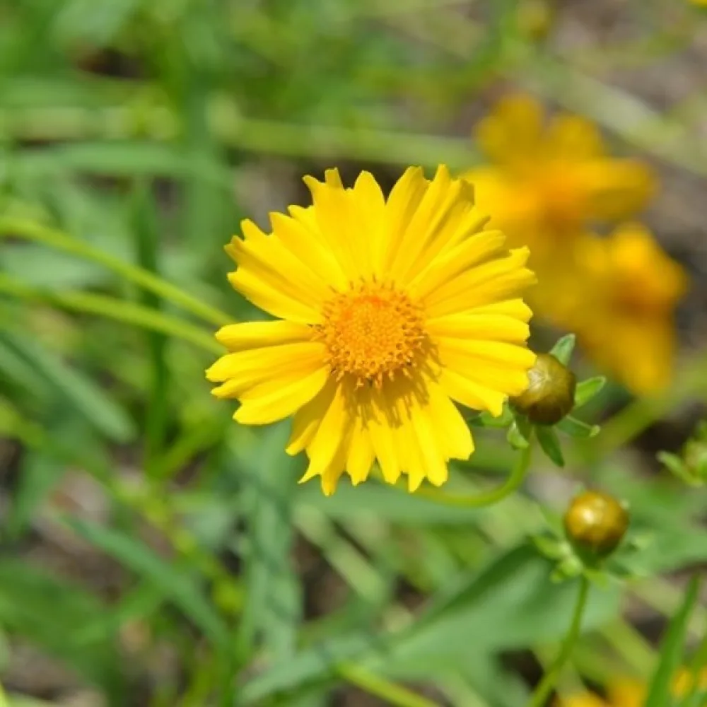 Skönöga 'Sunburst'