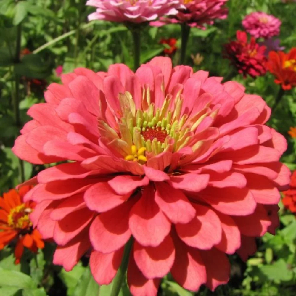 Zinnia 'Salmon Queen'