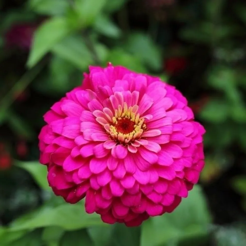 Zinnia 'Lilliput Rose Gem'