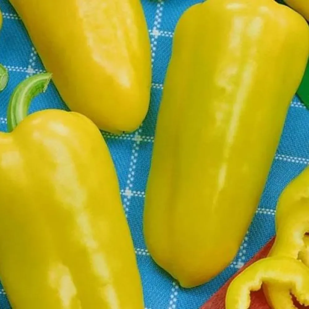 Paprika 'Pusztagold'