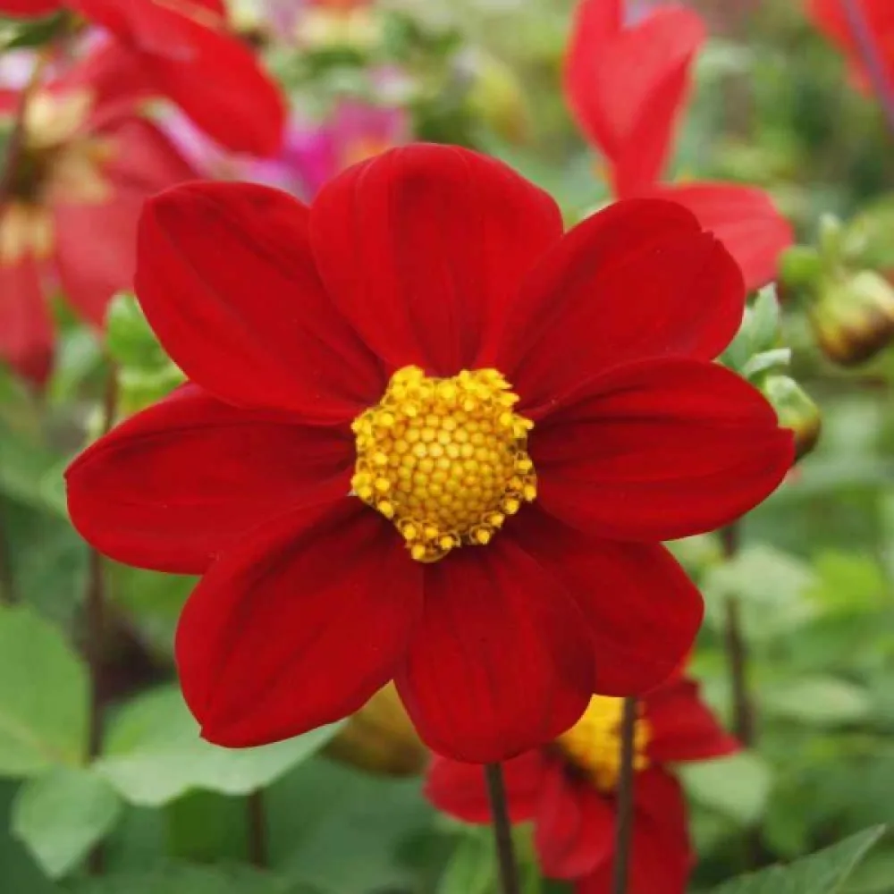 Lågväxande dahlia 'Mignon Red Shades'