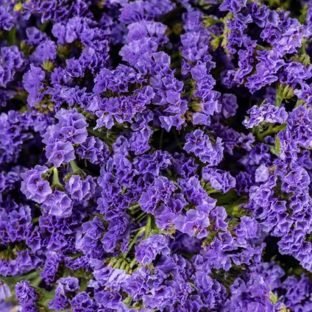 Praktrisp Limonium sinuatum – djupblå