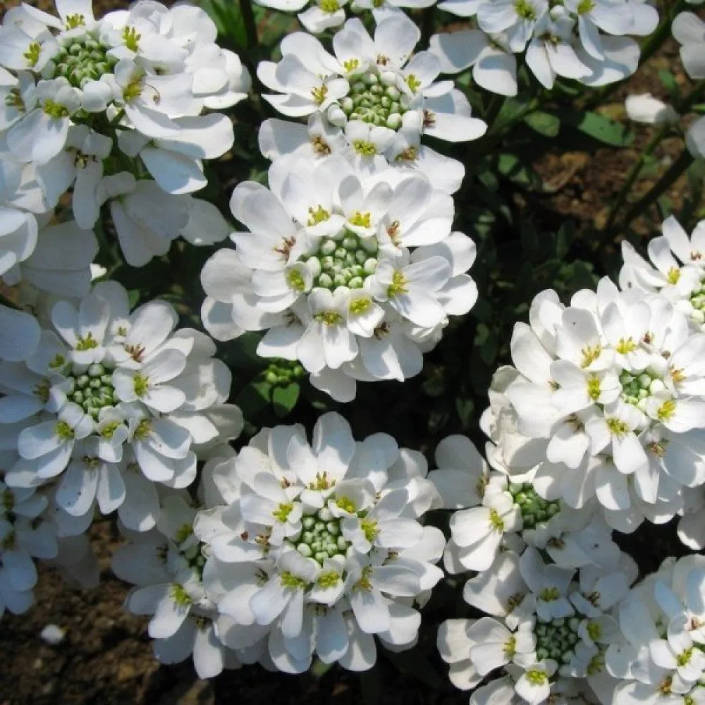 Iberis 'Empress' – vit