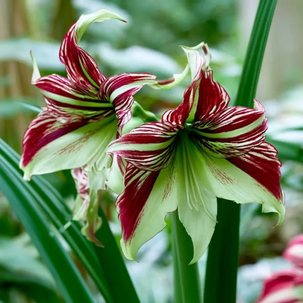 Amaryllis 'Papillio'