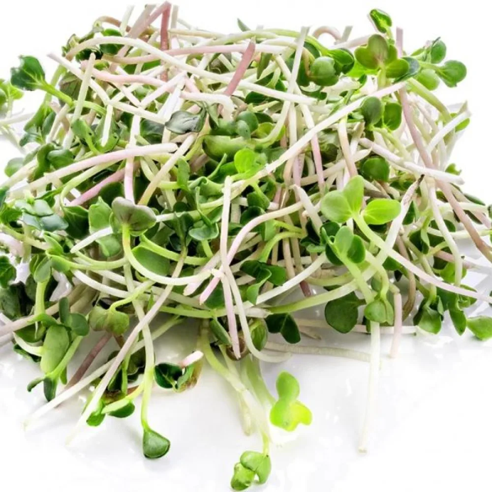 Broccoli 'Green Calabrese' för groddar