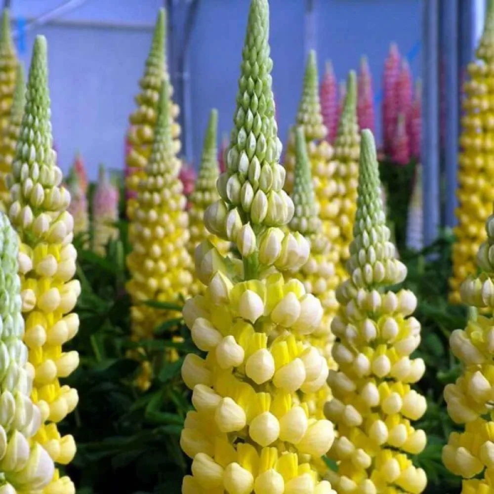 Blomsterlupin Lupinus polyphyllus, gul