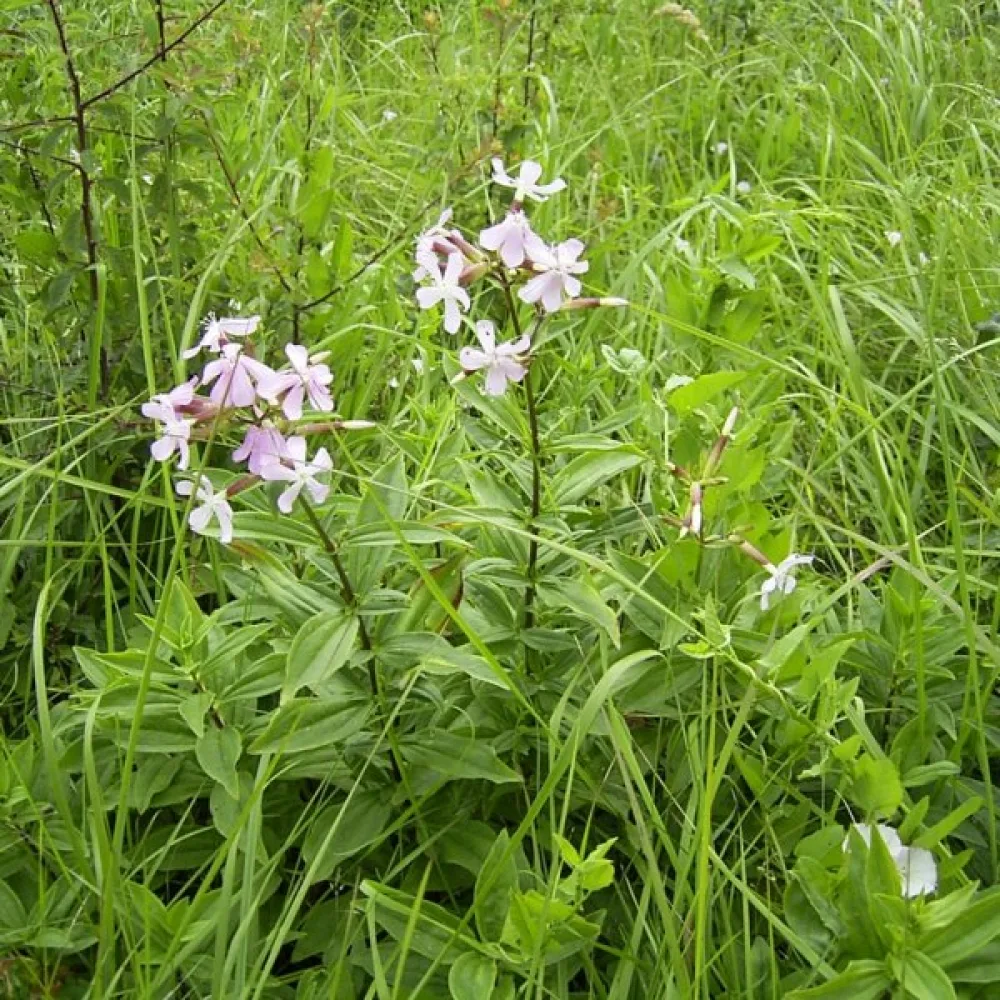Såpnejlika