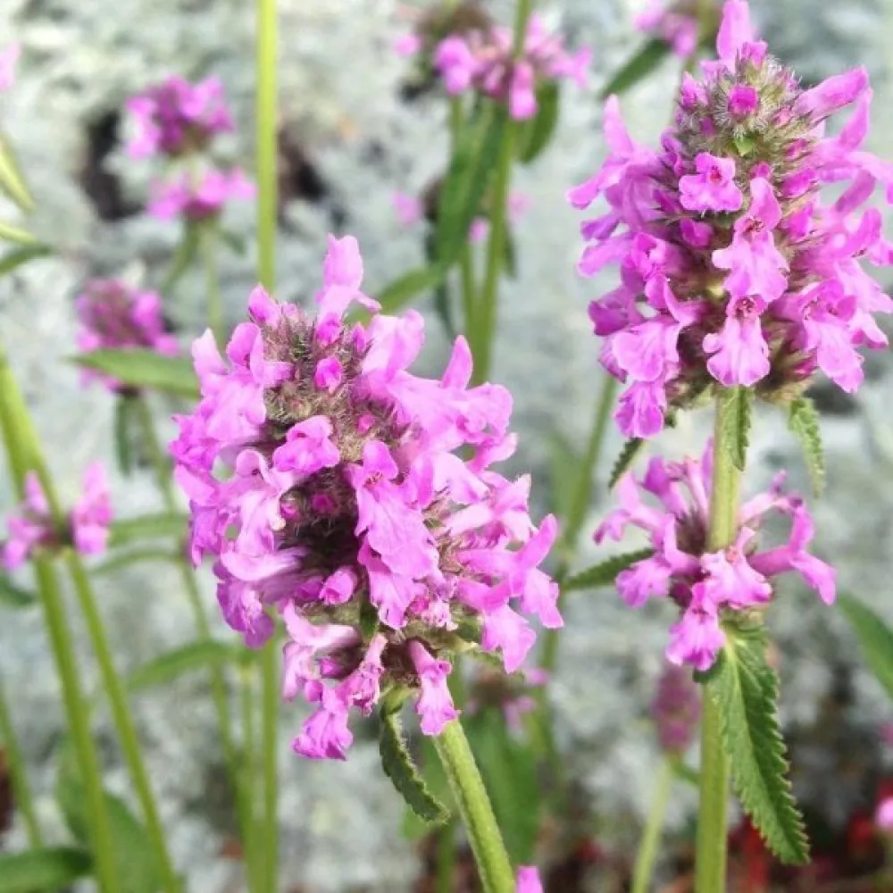 Humlesuga Betonica officinalis