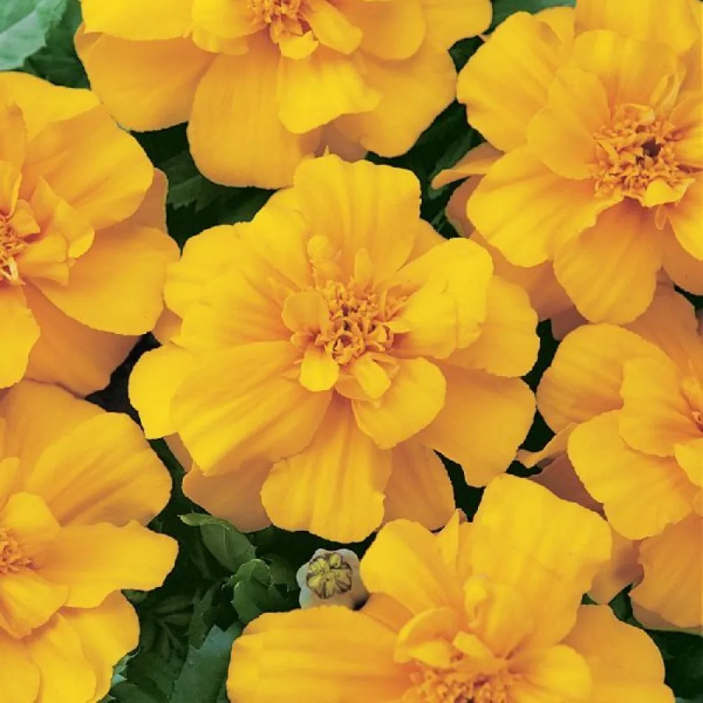 Fransk tagetes 'Petite Gold'