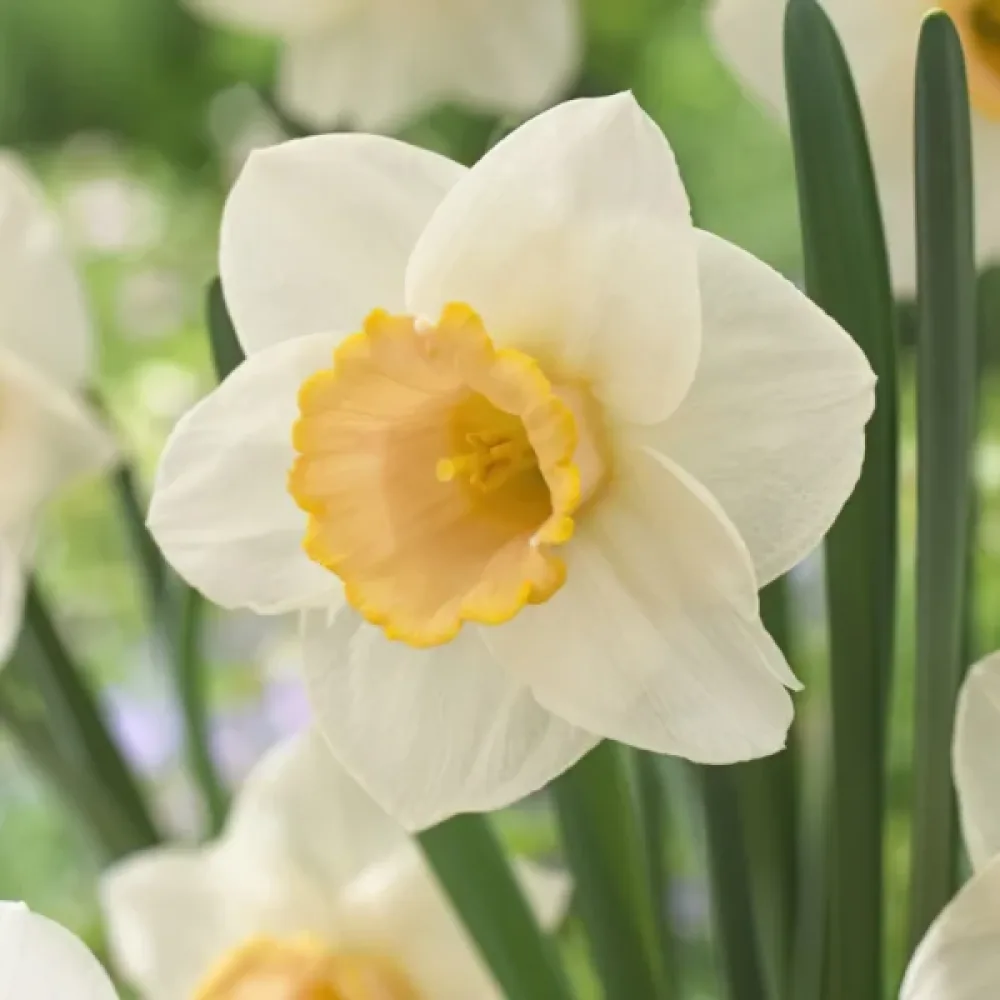 Narciss 'Salome'