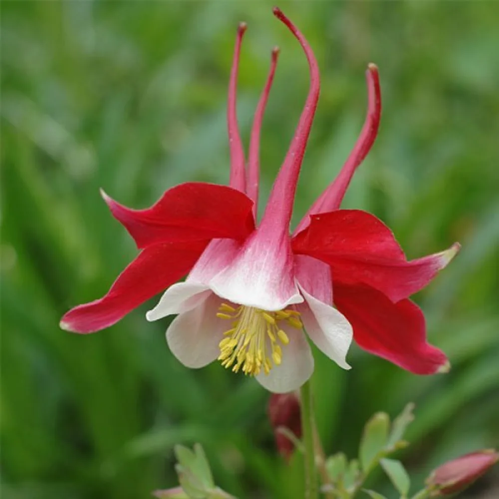 Akleja 'Crimson Star'
