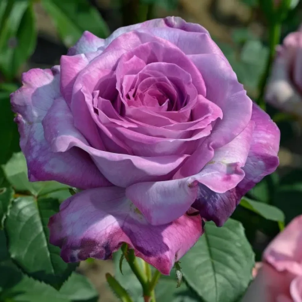 Ros 'Tropical Harmony' – barrotad