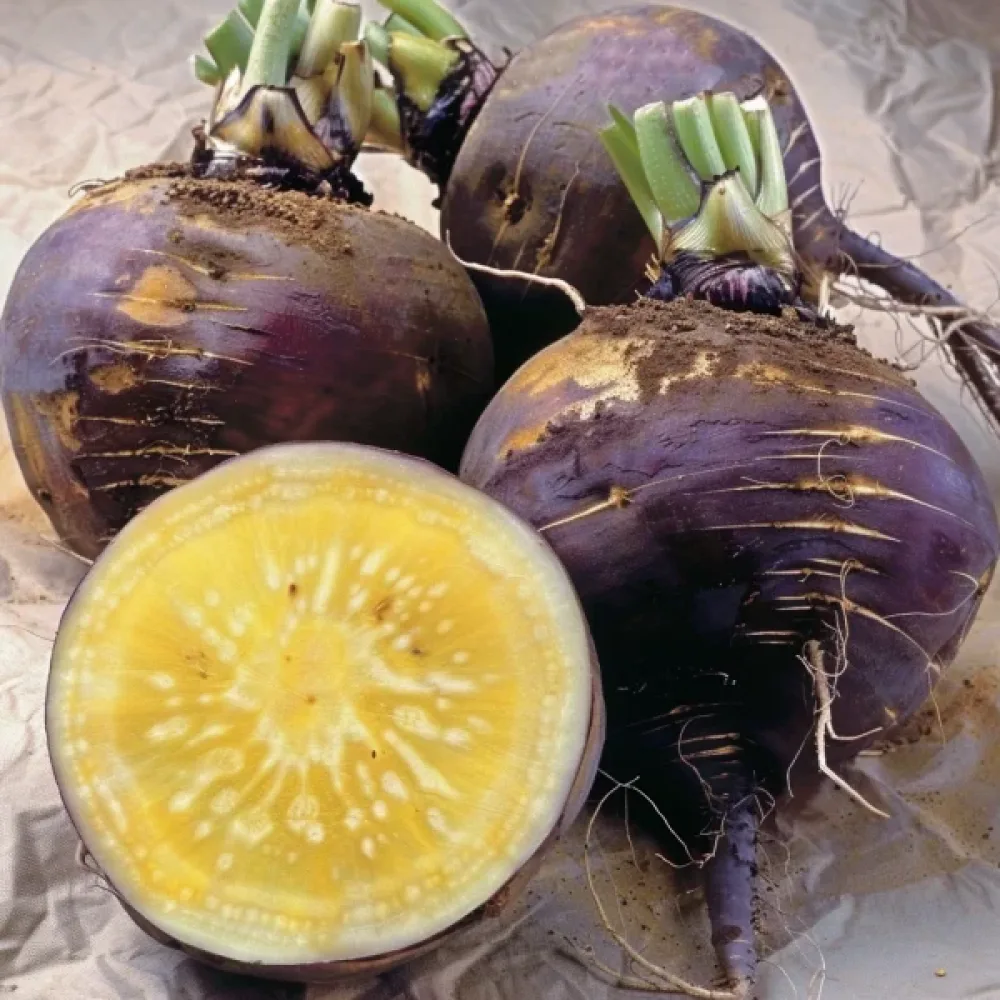 Kålrot 'Wilhelmsburger'