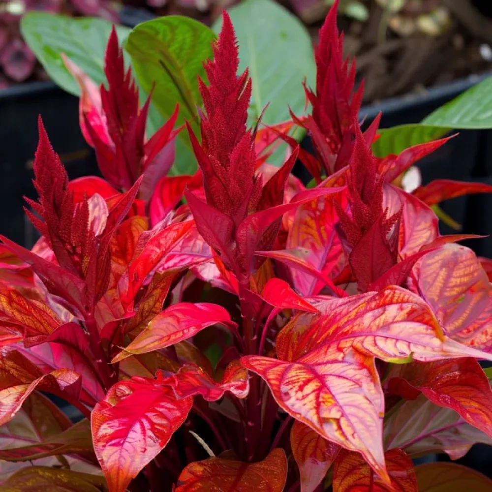 Amarant 'Molten Fire'