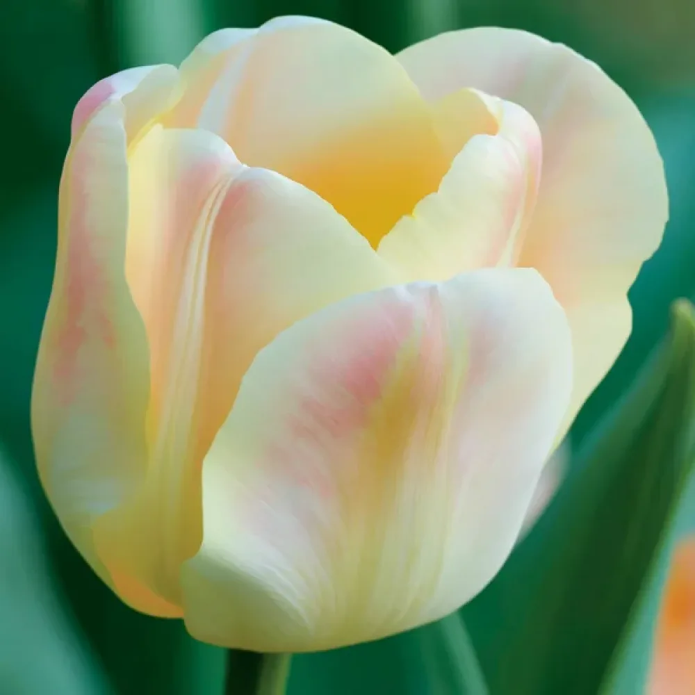 Tulpan 'Mieke Telkamp'