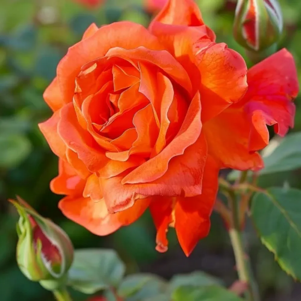 Ros 'Evening Longing' – barrotad