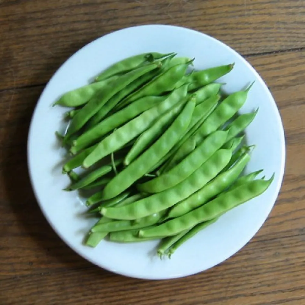 Torkböna Phaseolus vulgaris var. nanus 'Coco Noir-Starazagorski'