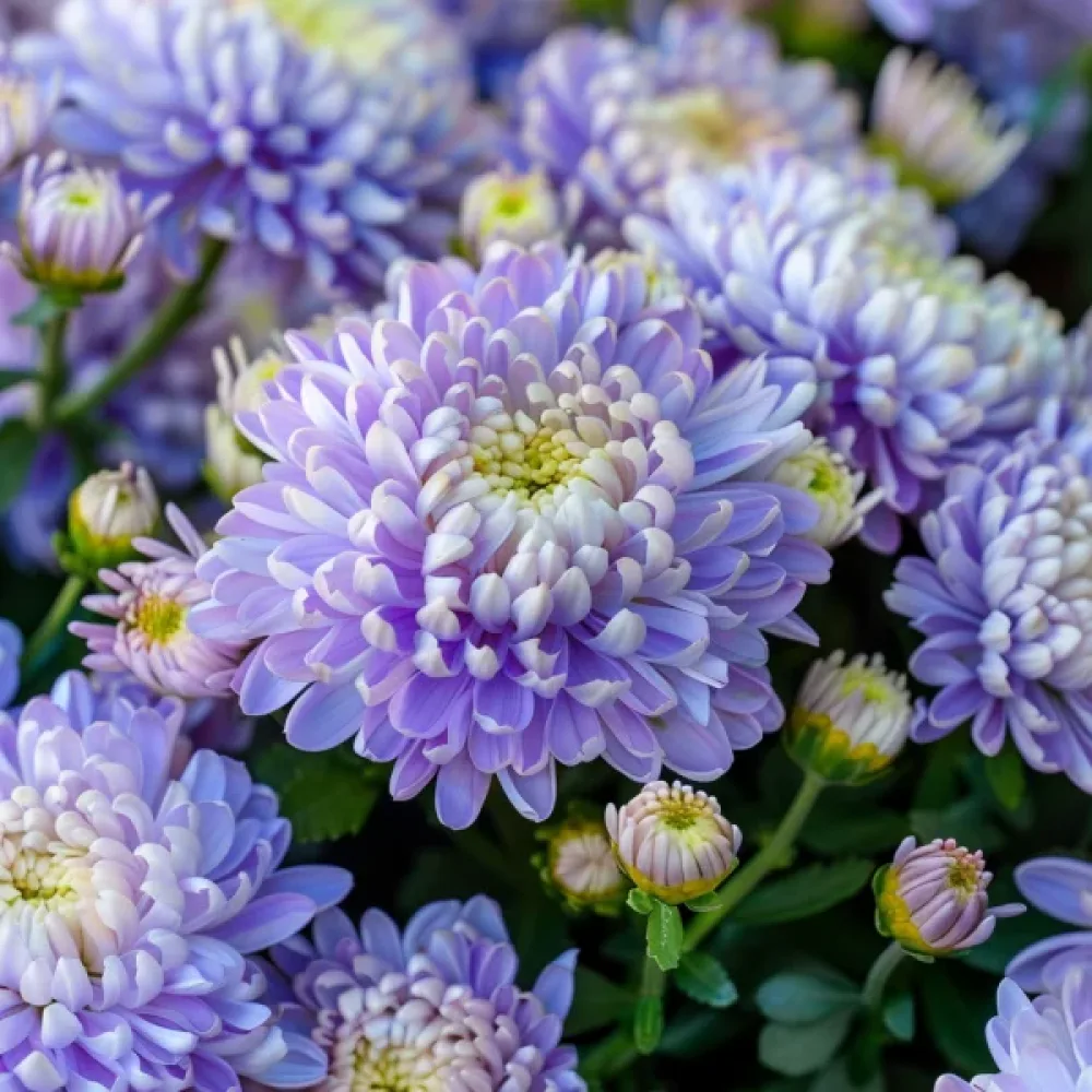 Sommaraster 'Apollonia' – ljusblå