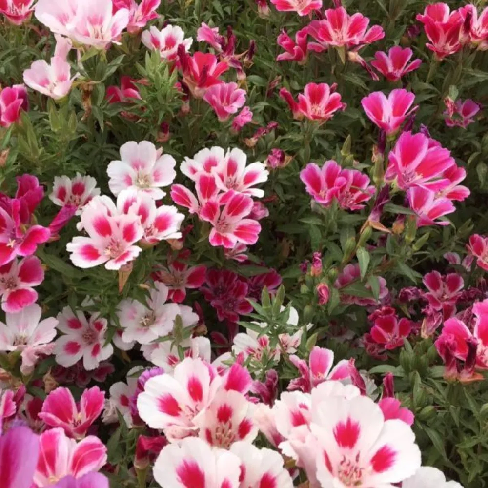 Atlasblomma 'Monarch Dwarf', mix