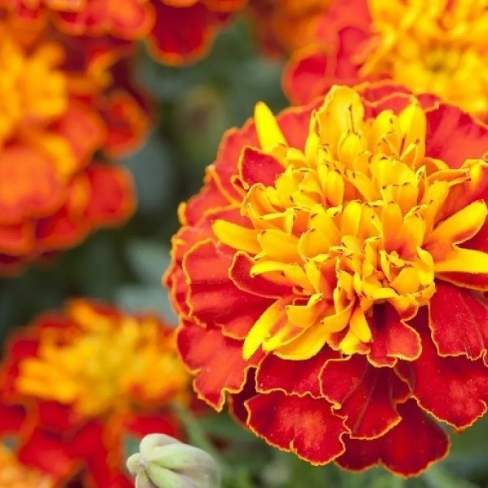 Fransk tagetes 'Petite Harmony'