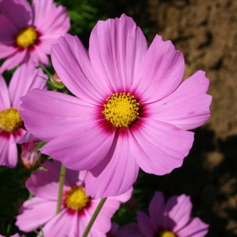 Rosenskära 'Vega' rosa