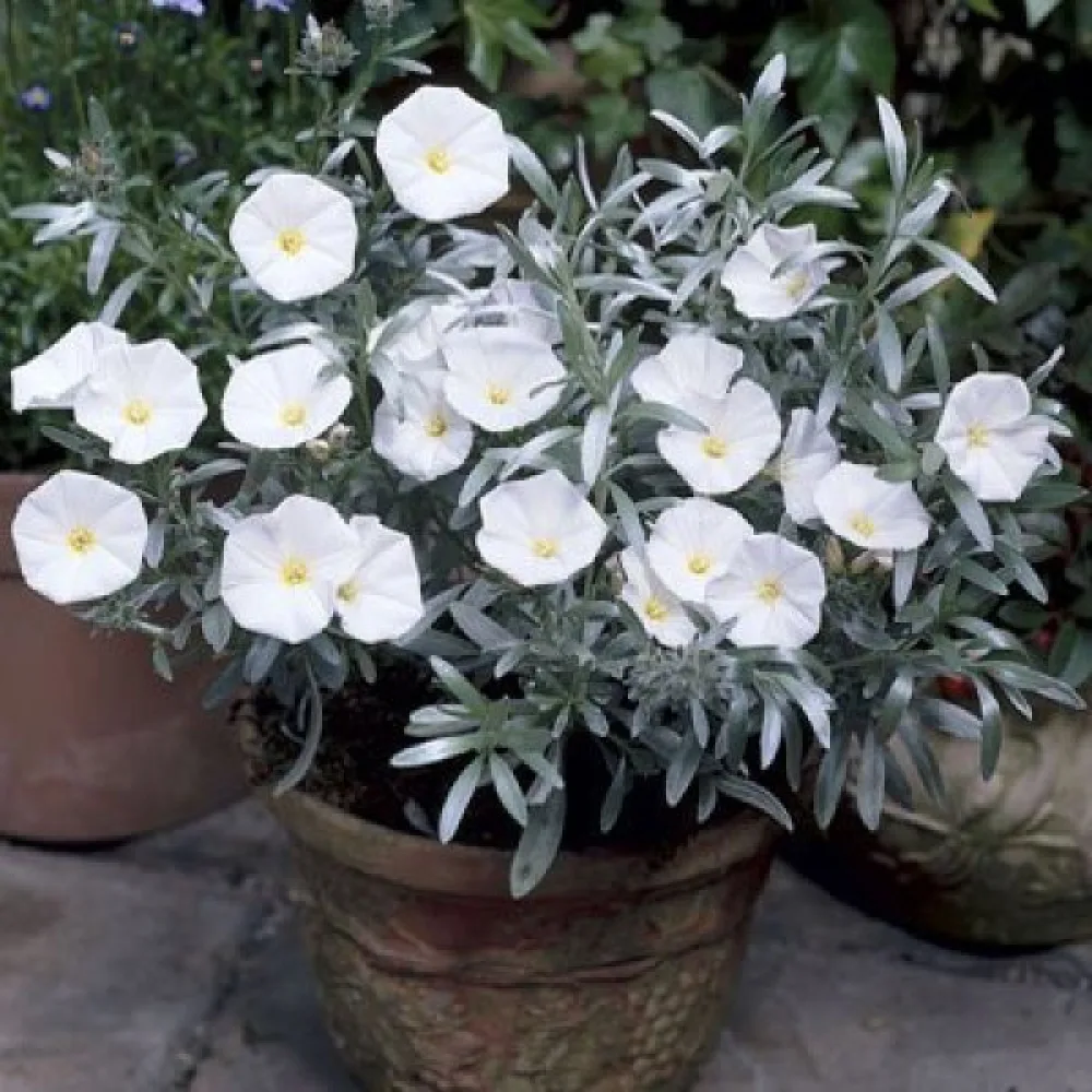 Praktvinda 'White Ensign'