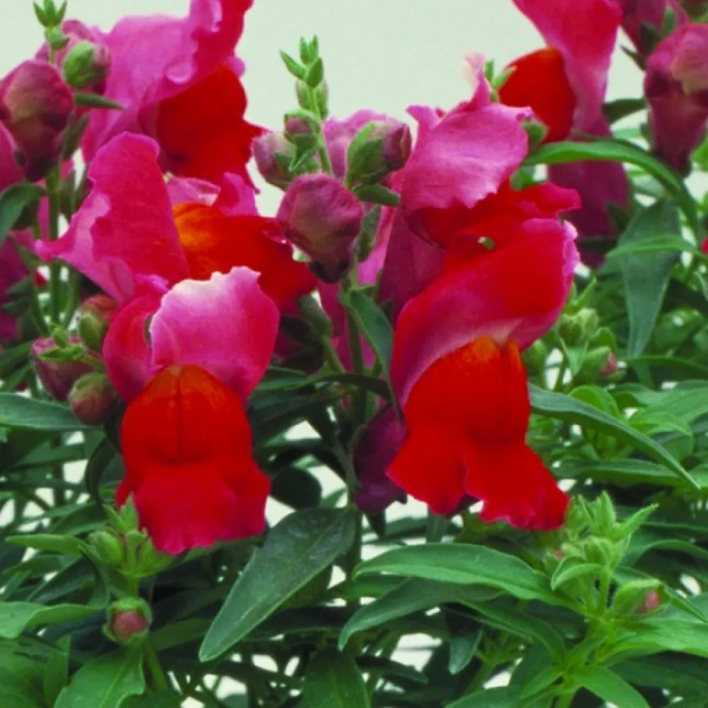 Lejongap 'Scarlet Giant'