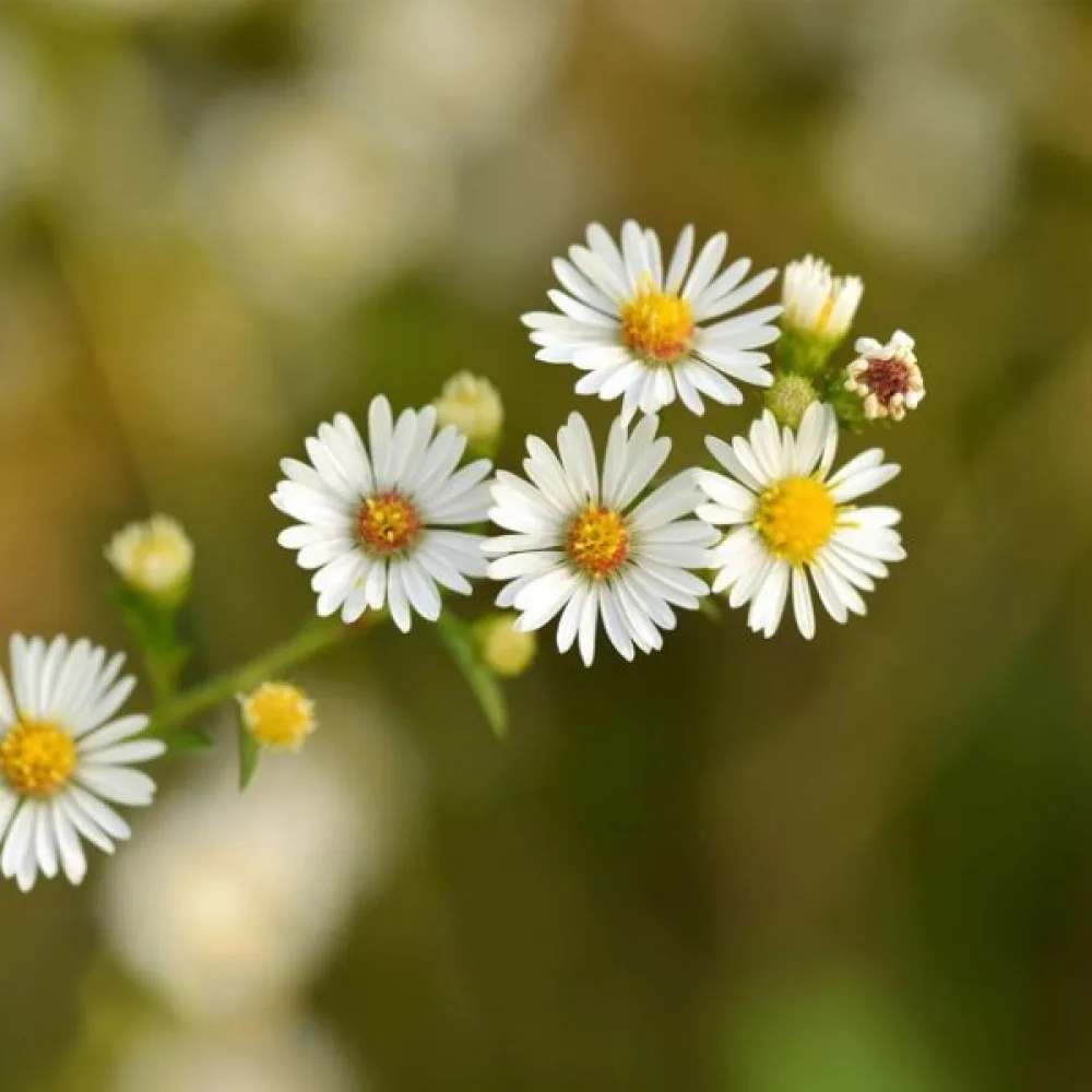Romersk kamomill Anthemis nobilis