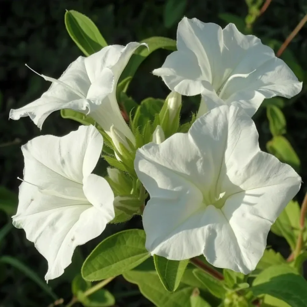Underblomma – vit