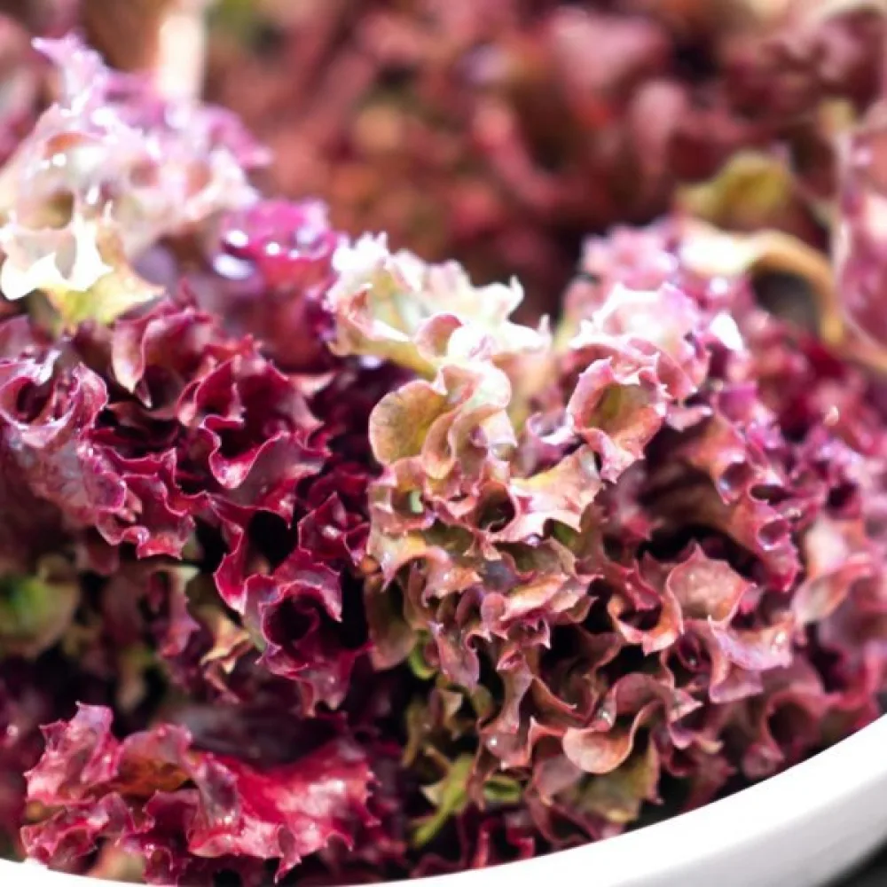 Sallad 'Red Salad Bowl'