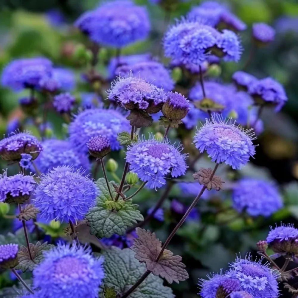 Leverbalsam 'Blue Mink'