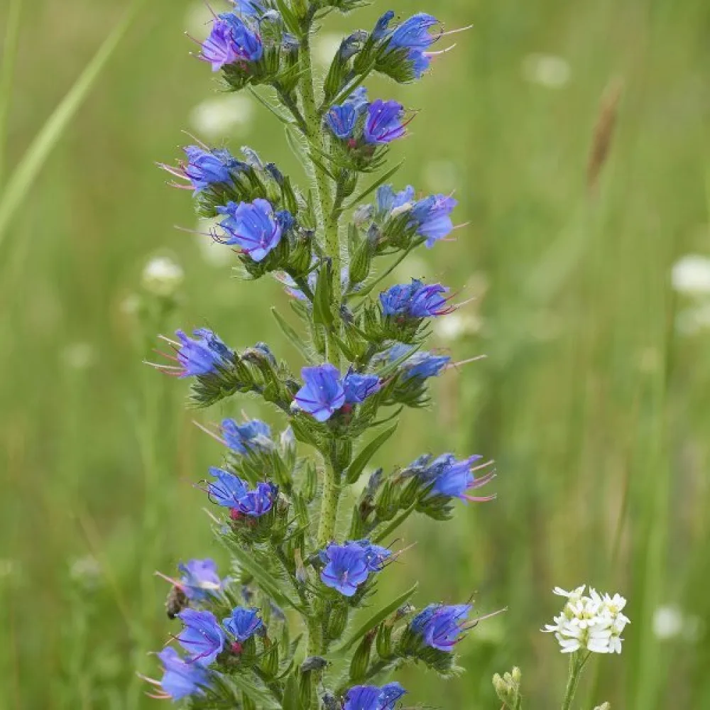 Blåeld