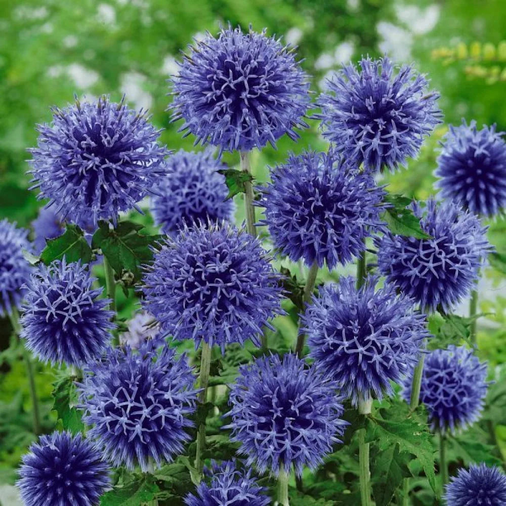Bolltistel Echinops bannaticus, blå