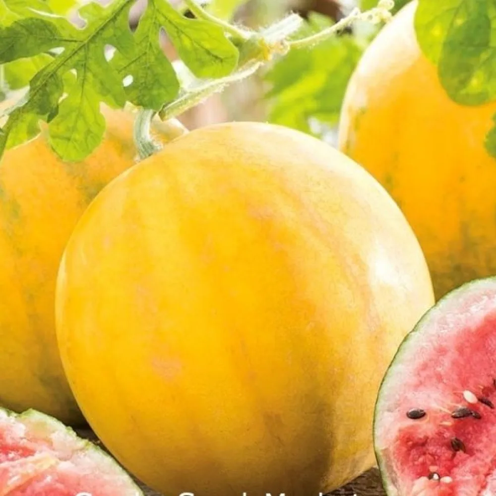 Vattenmelon 'Złoto Wolicy' F1 2,5–3,5 kg