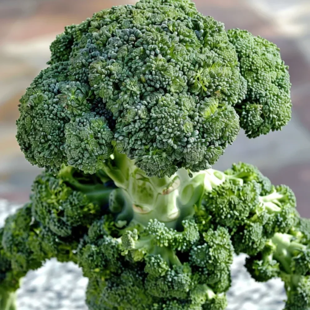 Broccoli 'Sebastian'