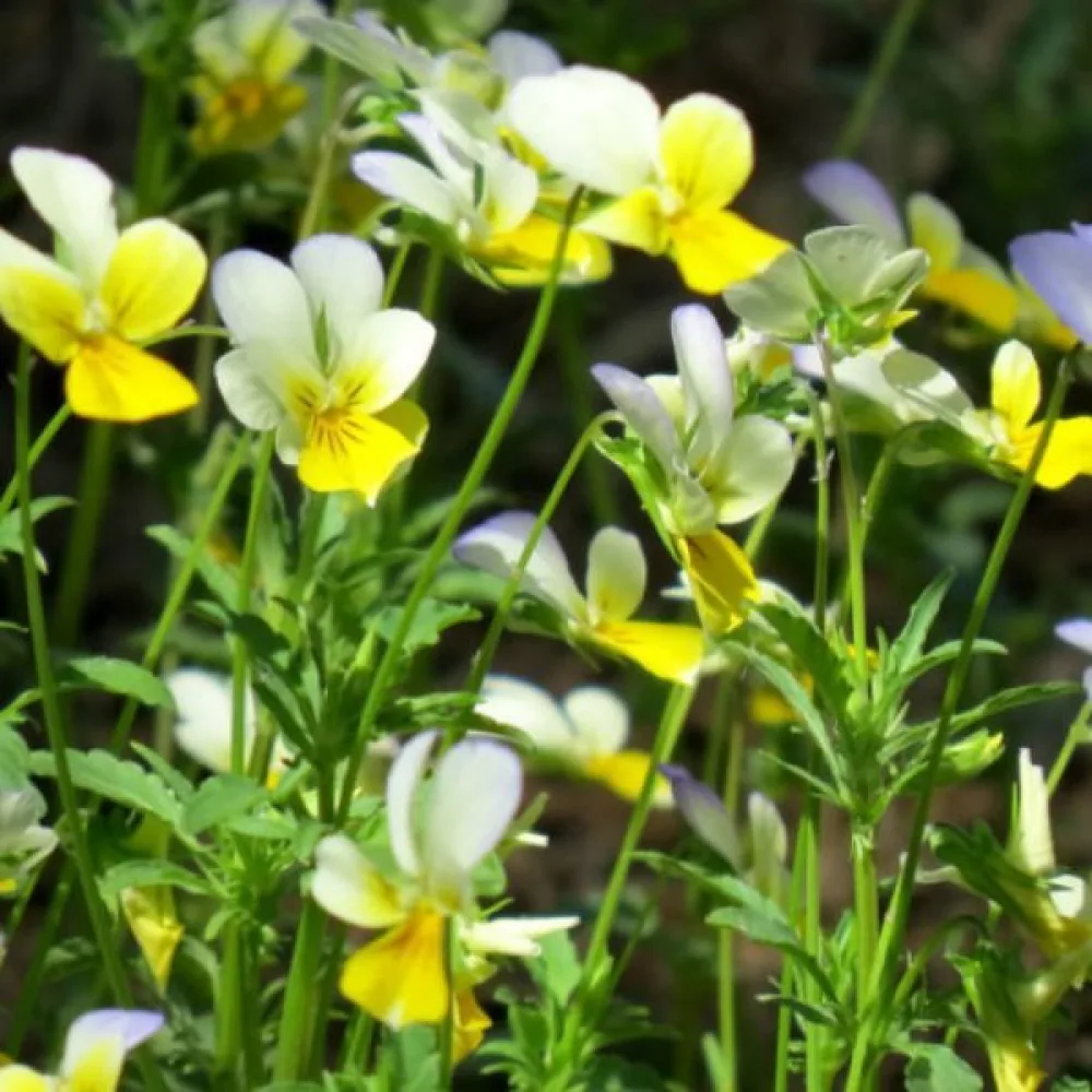 Åkerviol Viola arvensis