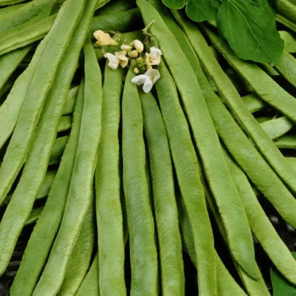 Rosenböna 'Emergo'