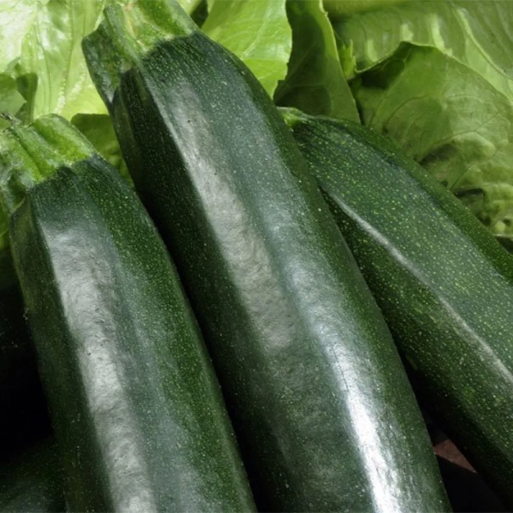 Zucchini 'Verte Noire Maraîchère'