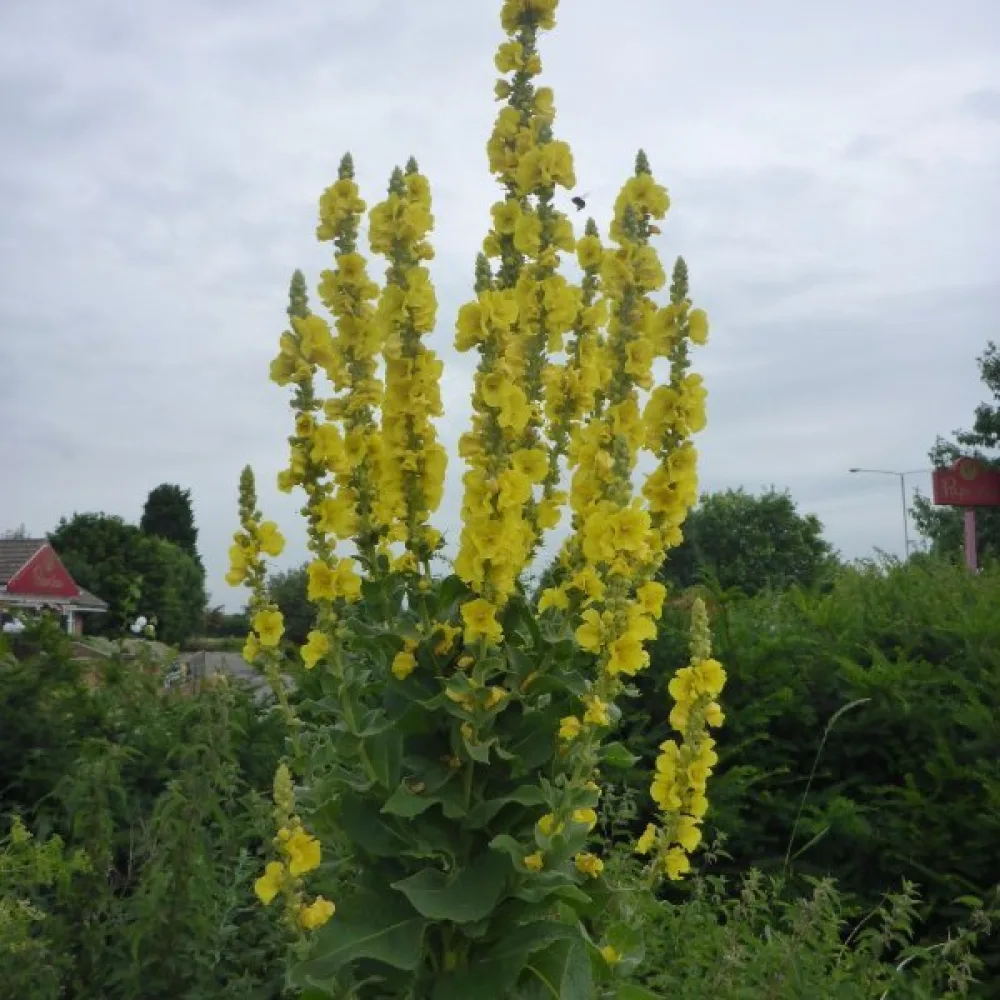 Kungsljus Verbascum densiflorum