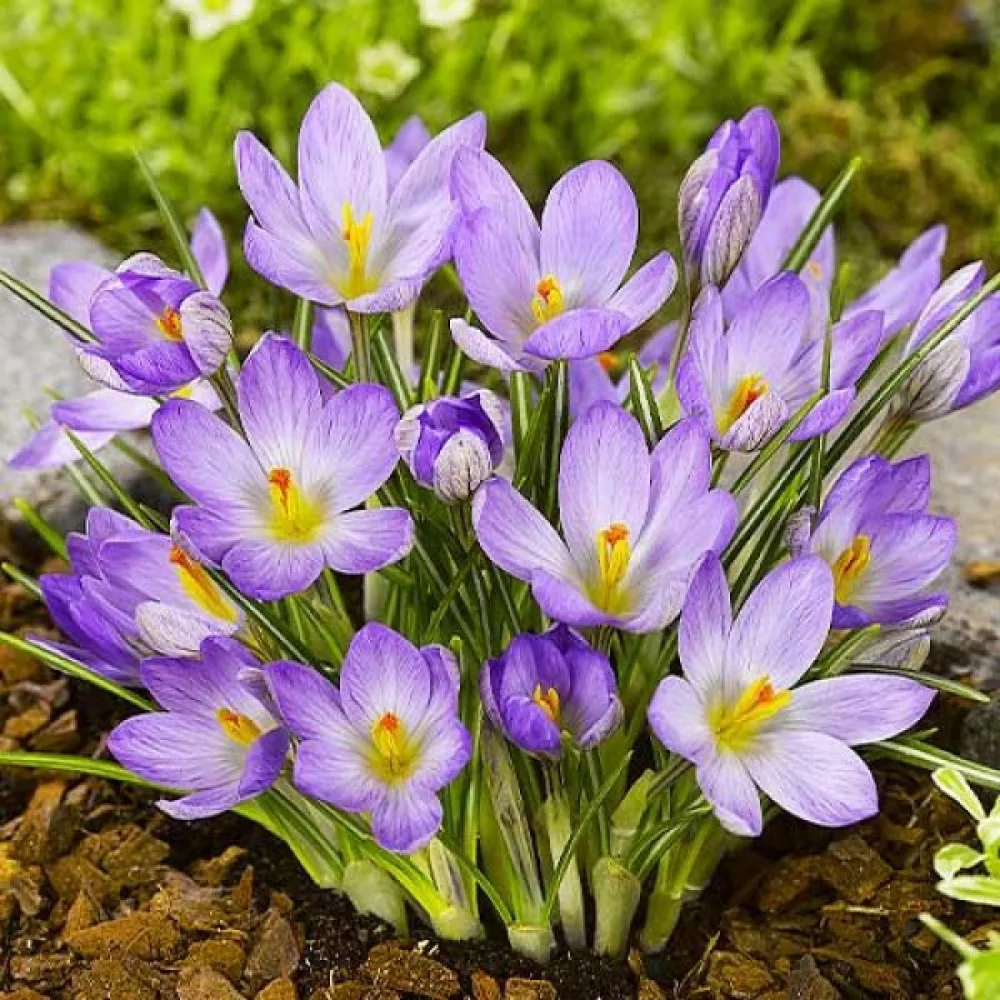 Krokus etruscus 'Zwanenburg'