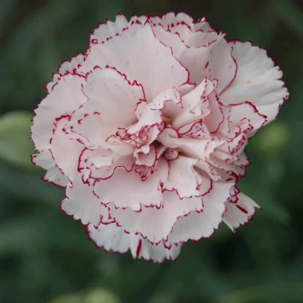 Nejlika Chabaud 'Benigna'