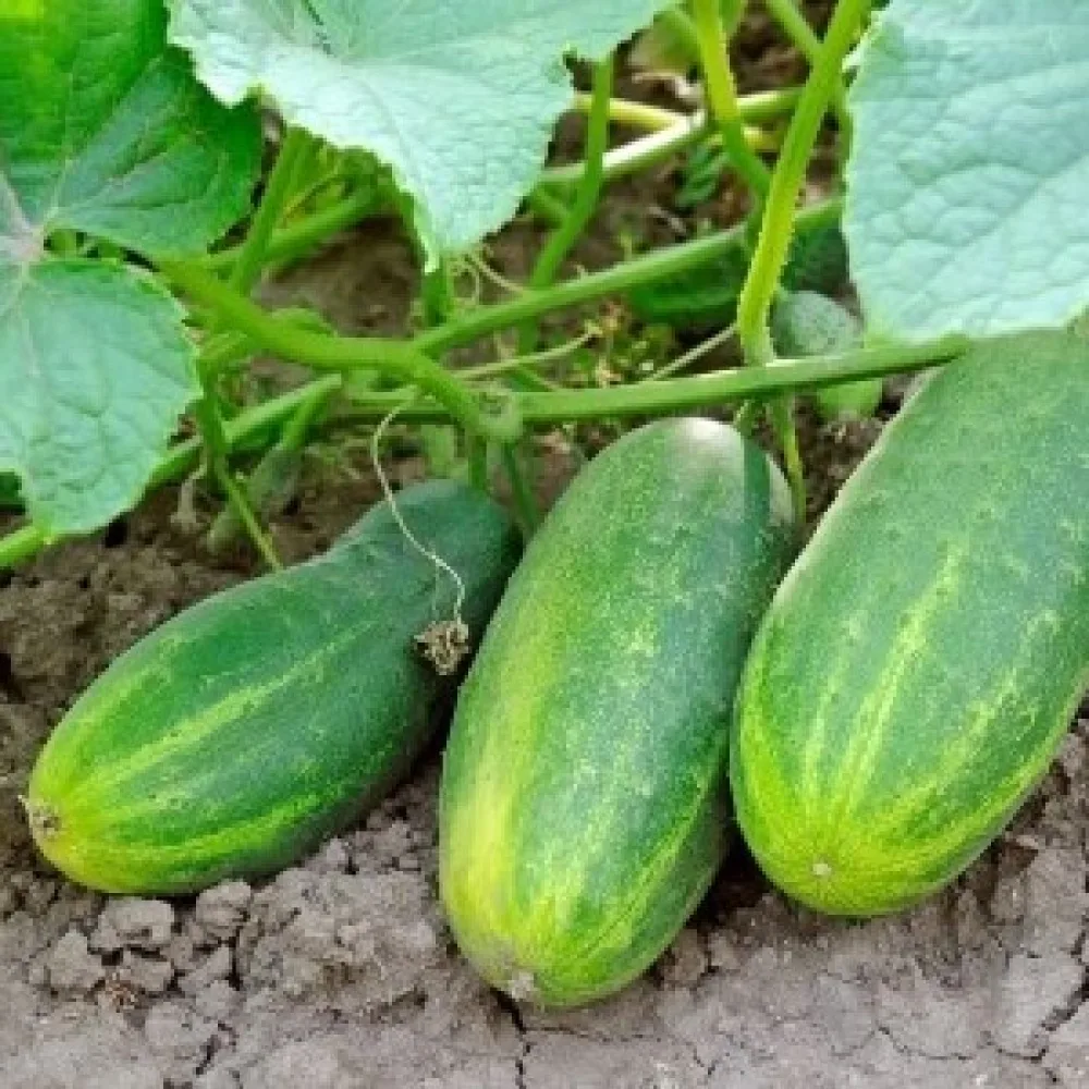 Druvgurka 'Borus' F1