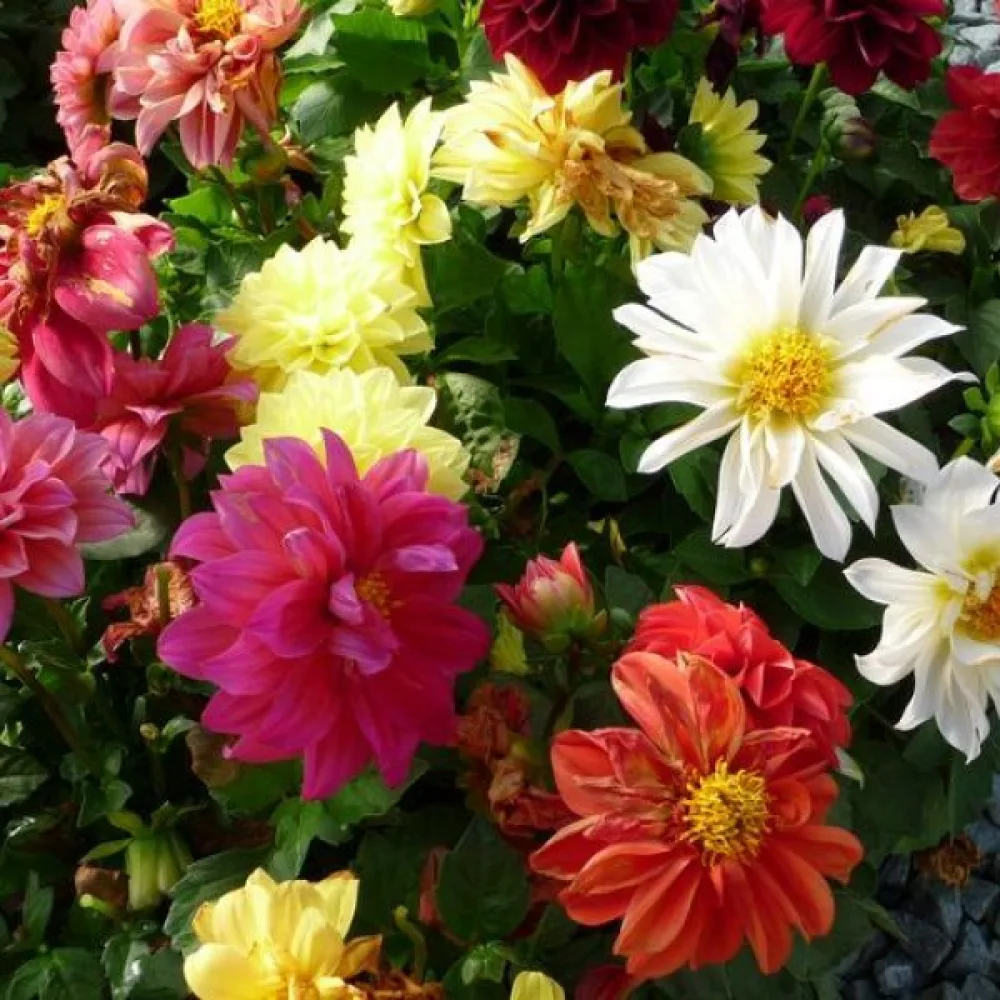 Lågväxande dahlia 'Figaro' – blandning