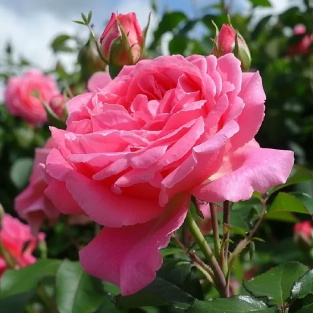 Ros 'Lumina' – barrotad