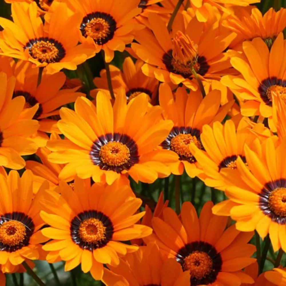 Ursinia, orange