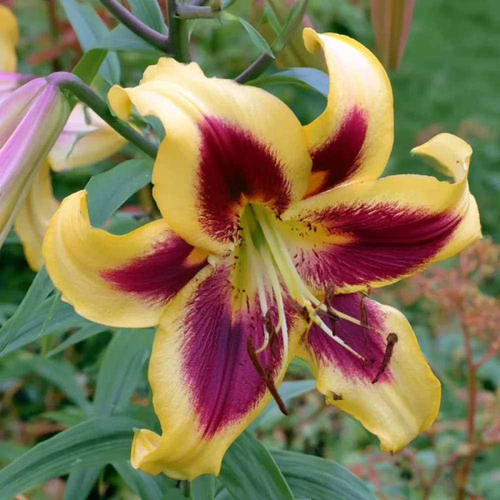Lilja 'Robert Swanson'