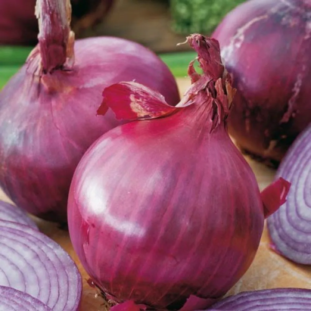 Matlök 'Amposta'